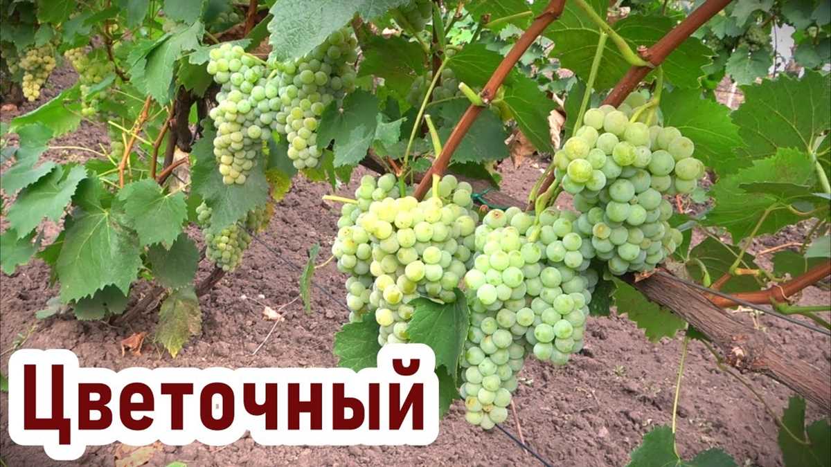 Популярность винограда Цветочного