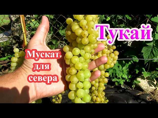 Тукаевка