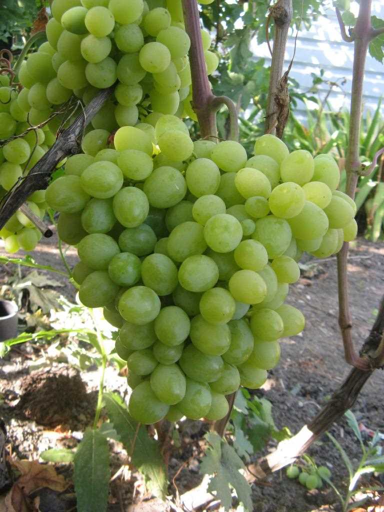 Польза винограда Валёк для здоровья