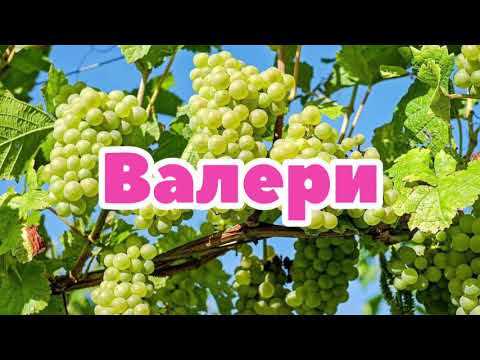 Выращивание Винограда Валери