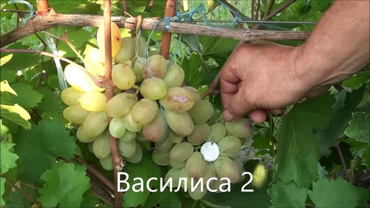 Вкусовые качества