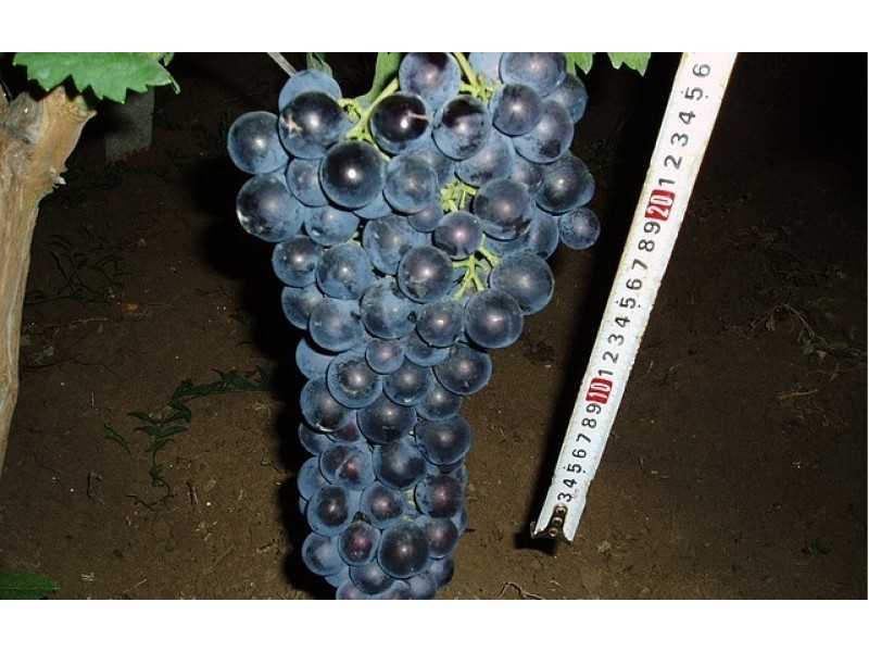 Особенности Волгоградского раннего Винограда