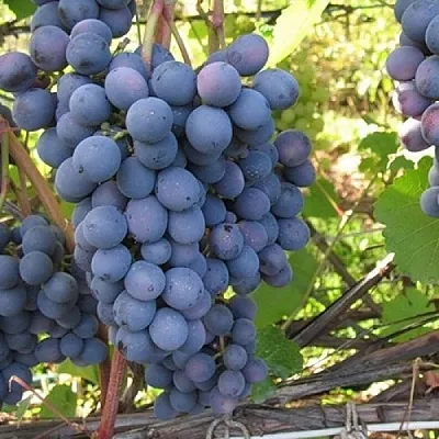 Разновидности винограда