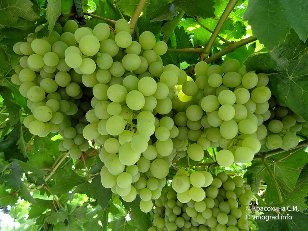Популярные вредители винограда