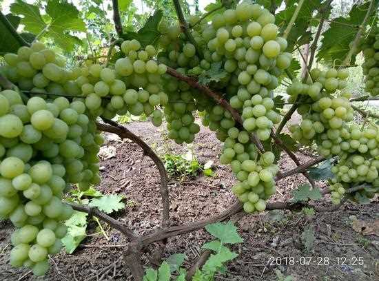 Популярность и выращивание винограда Хелена