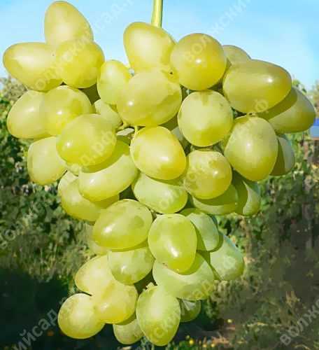 Использование винограда в кулинарии и лечебных целях