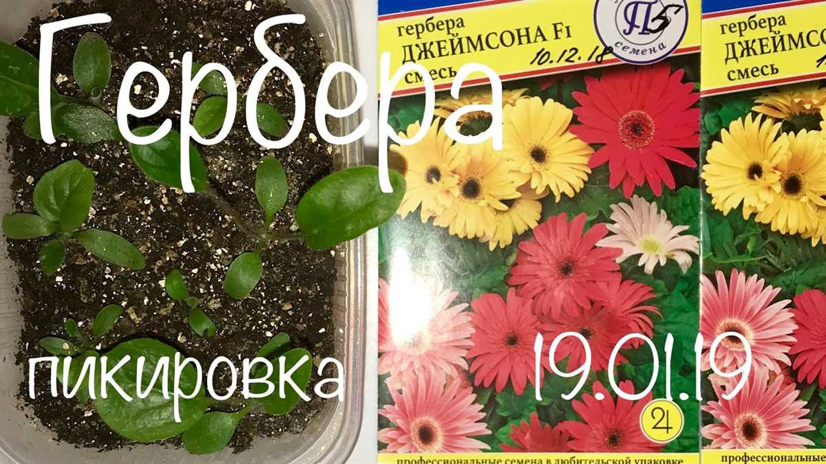 Выбор подходящей почвы для герберы