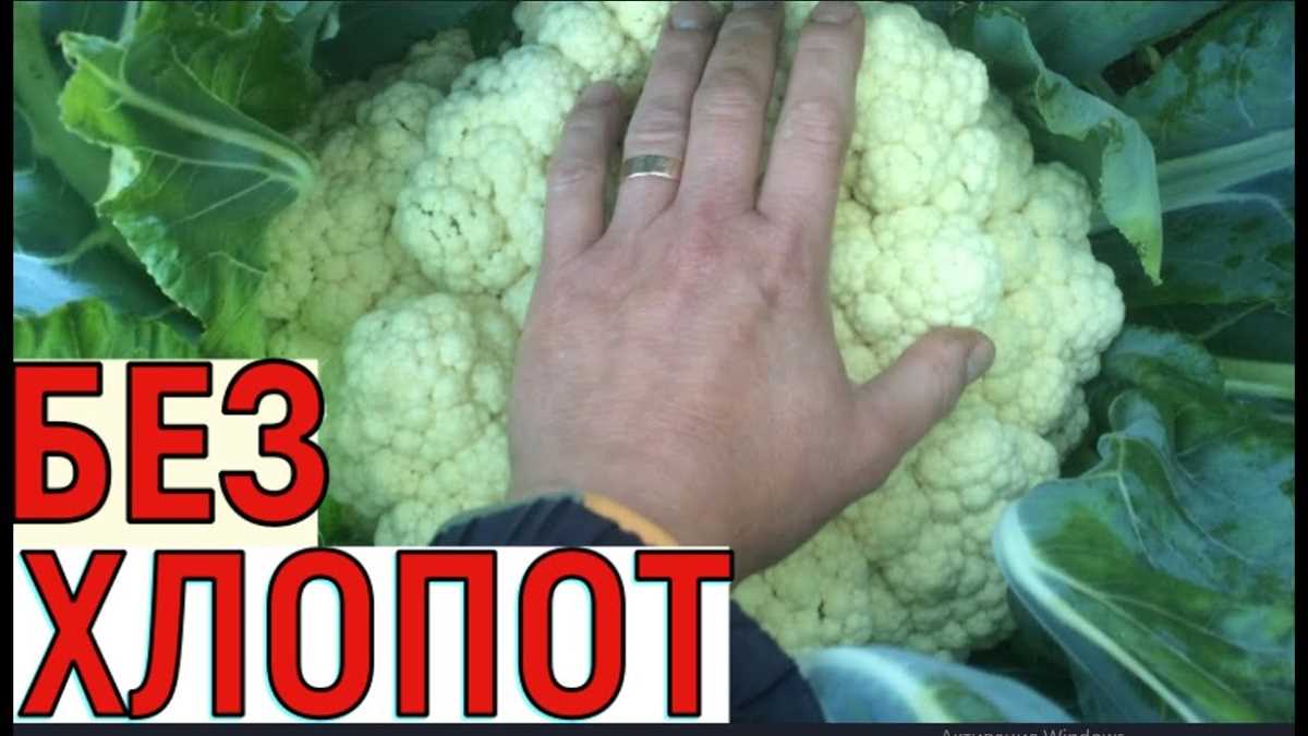 Посадка и уход за цветной капустой