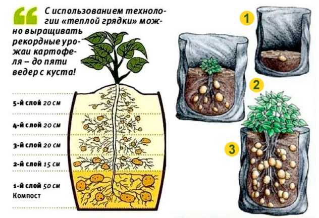 Посадка картофеля в бочку