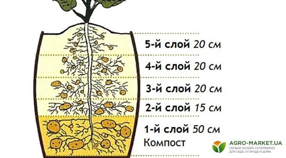 Сбор и хранение урожая