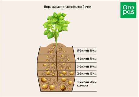 Выбор места и подготовка бочки