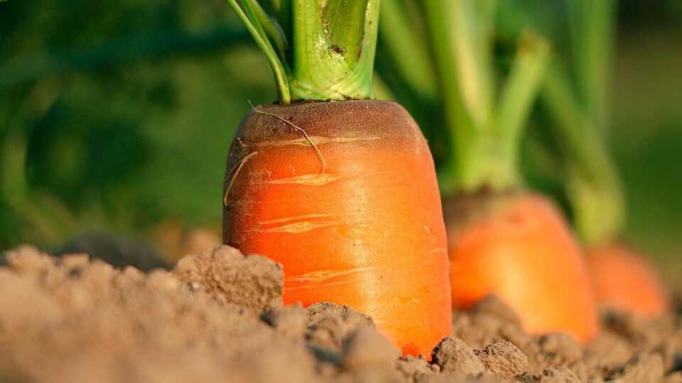 Посев моркови
