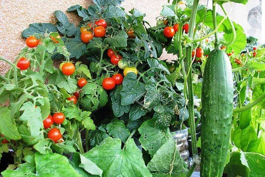 Оптимальные условия для выращивания огурцов и помидоров