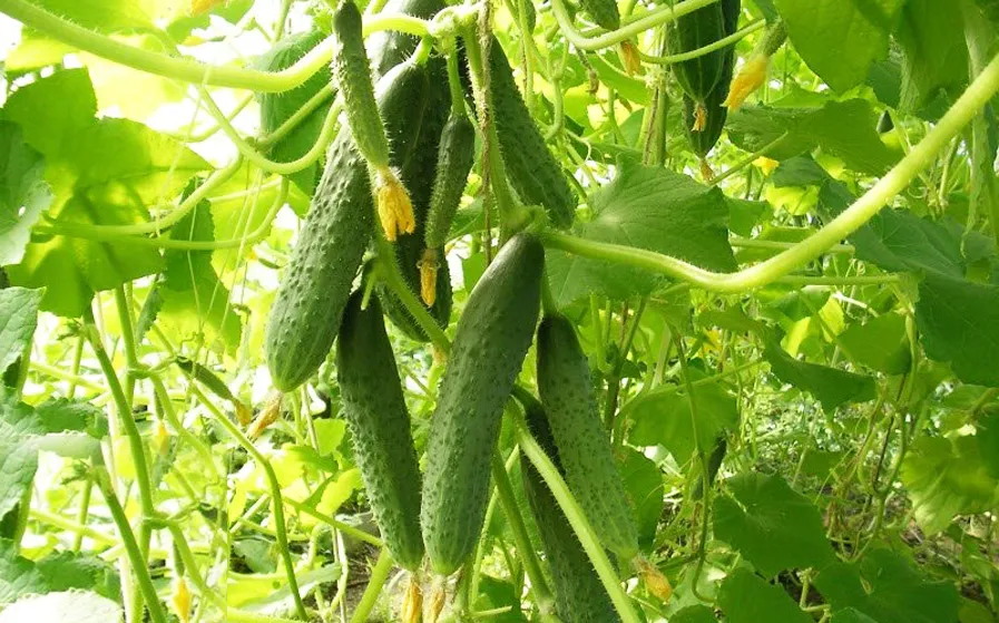 Переваги вирощування огірків в теплиці