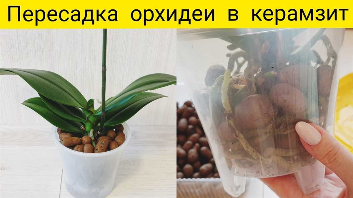 Посадка орхидеи в керамзит