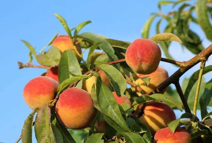 Защита персиковых деревьев от болезней и вредителей