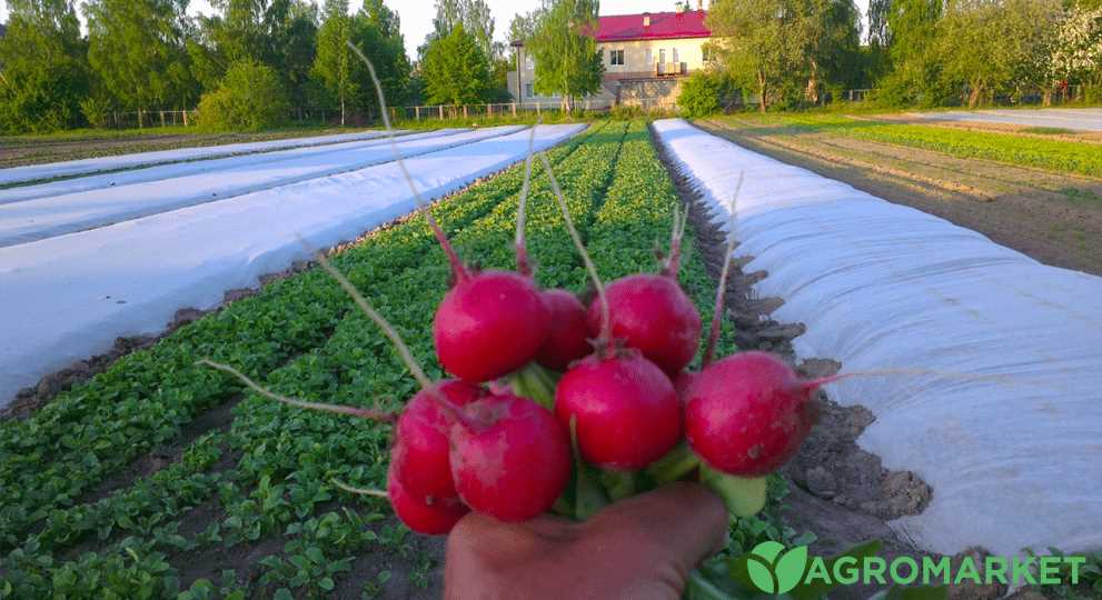 Посадка рассады в открытый грунт