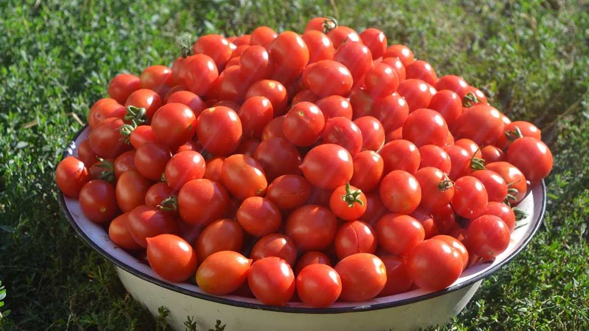 Как правильно сажать высокорослые помидоры