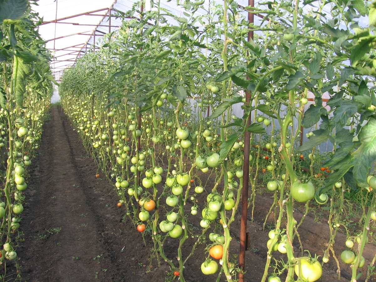 Выбор места и подготовка грунта для выращивания помидоров