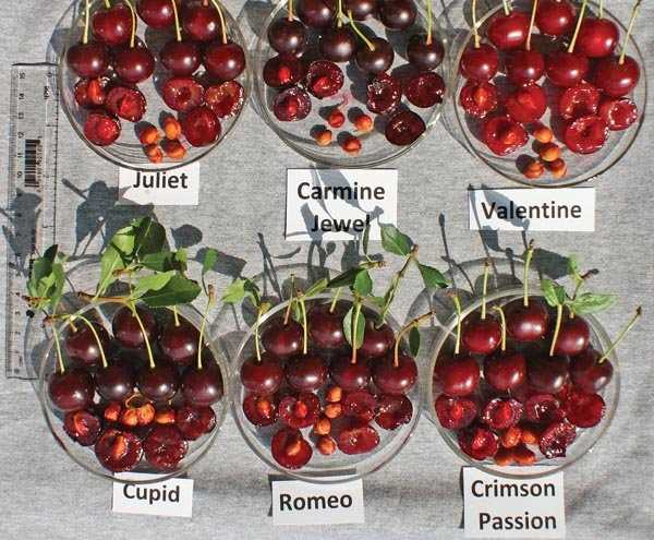 Выращивание вишни Кармин Джуэл