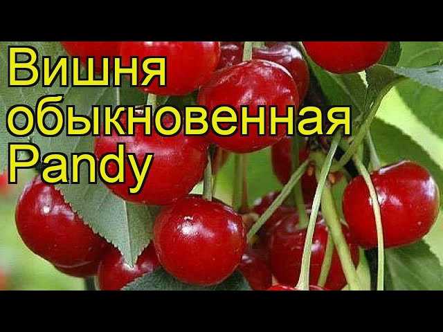 Вишня Панди отличается не только своим вкусом и ароматом, но и полезными свойствами. Она богата витаминами и минералами, которые положительно влияют на организм человека. Кроме того, вишня является отличным диетическим продуктом, так как содержит небольшое количество калорий, но при этом насыщает организм полезными веществами.