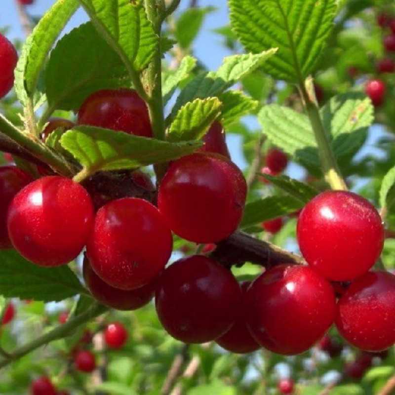 Плоды и применение войлочной вишни