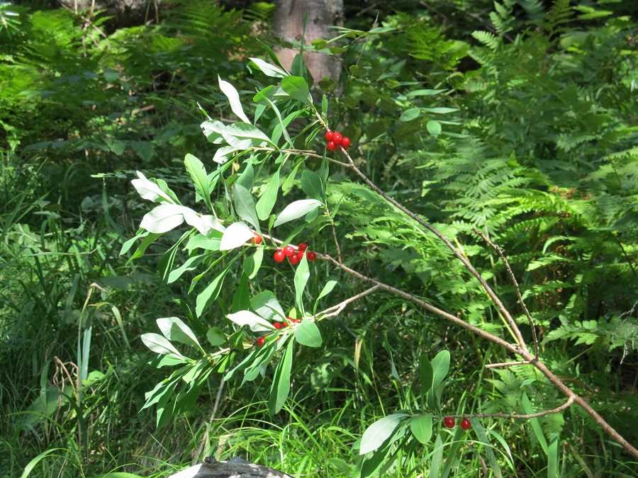 Использование волчеягодника в кулинарии и медицине