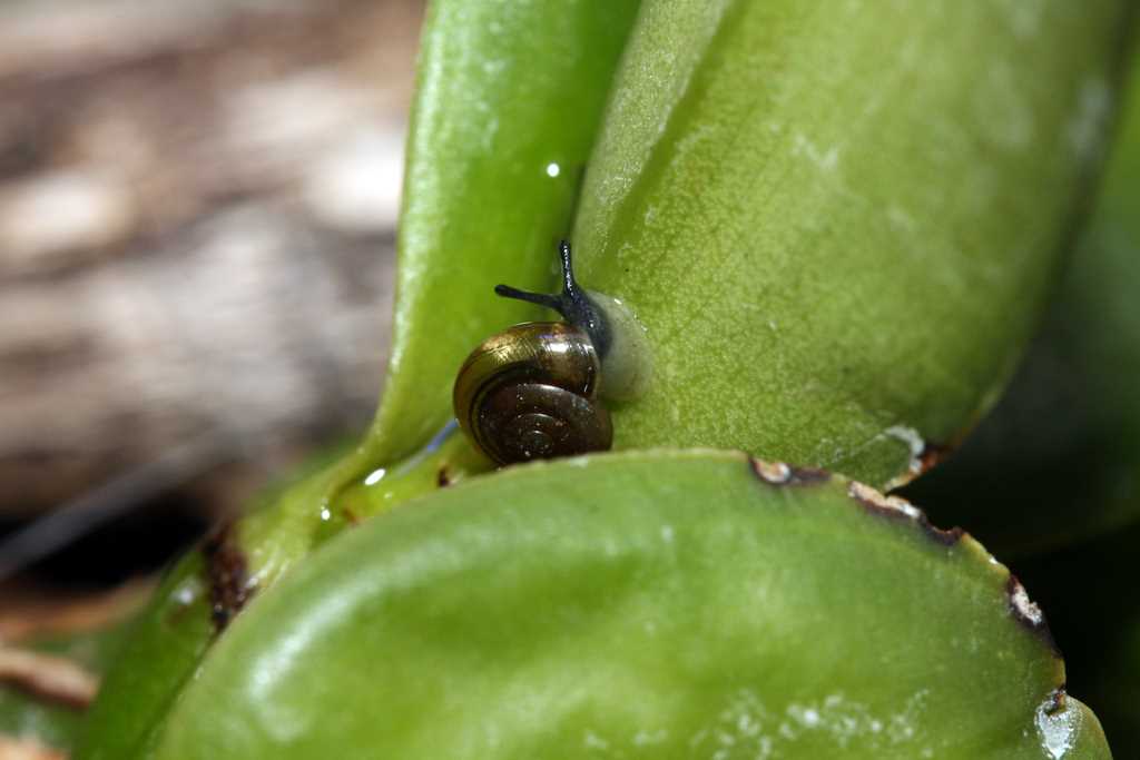 Вредители орхидей и способы их уничтожения