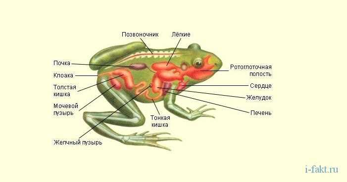 Петли-лягушки: секреты и особенности