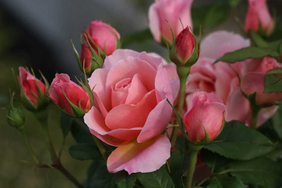 Популярные сорта роз с длинными стеблями