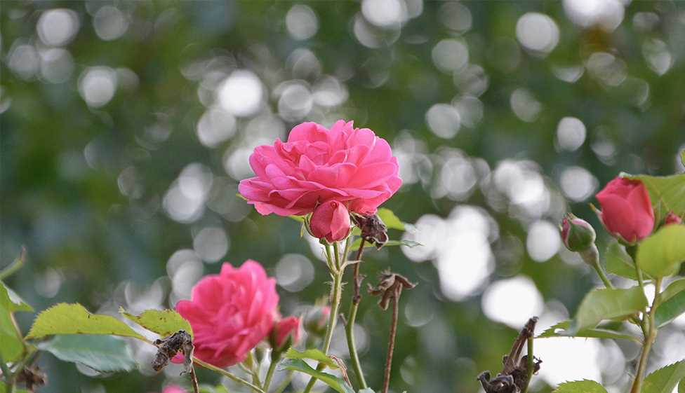 Разновидности роз с длинными стеблями