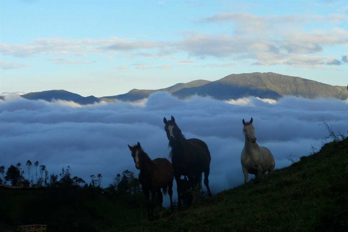 Сохранение и защита табунов лошадей