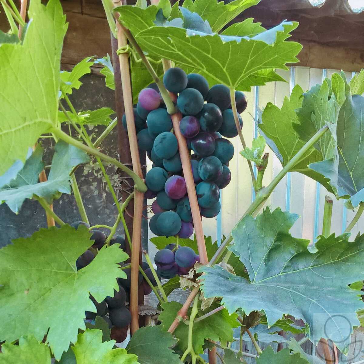 Арки для винограда: полезные советы и рекомендации