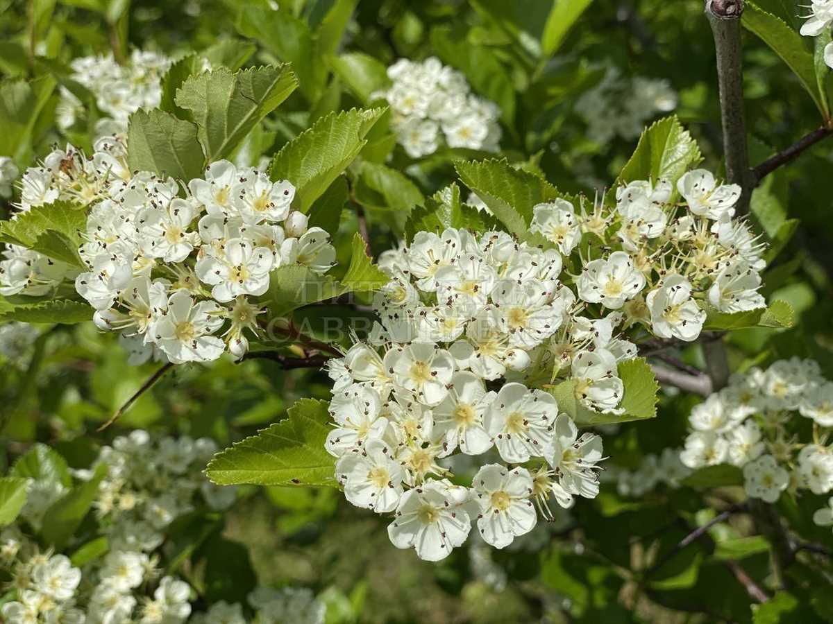 Пример использования боярышника сливолистного в кулинарии