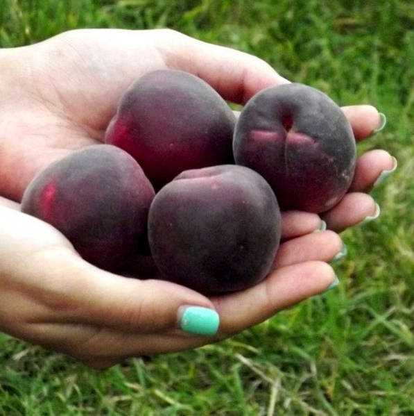 Полезные свойства черных абрикосов