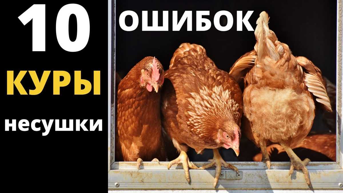 1. Мясные породы кур: