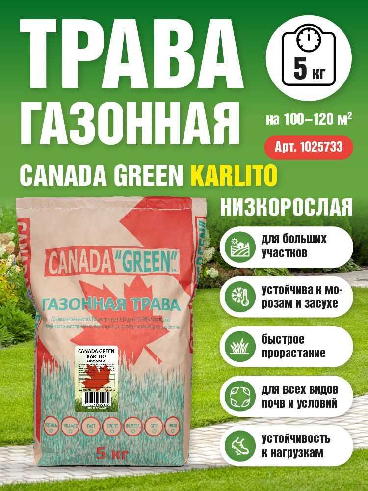 Особенности газонной травы Canada Green
