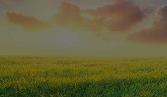 Популярные мифы о газонной траве «Изумруд»