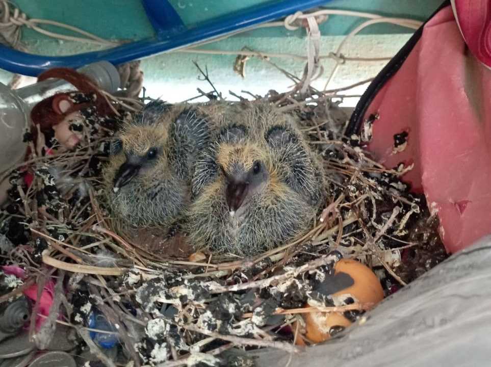 Подготовка гнезда