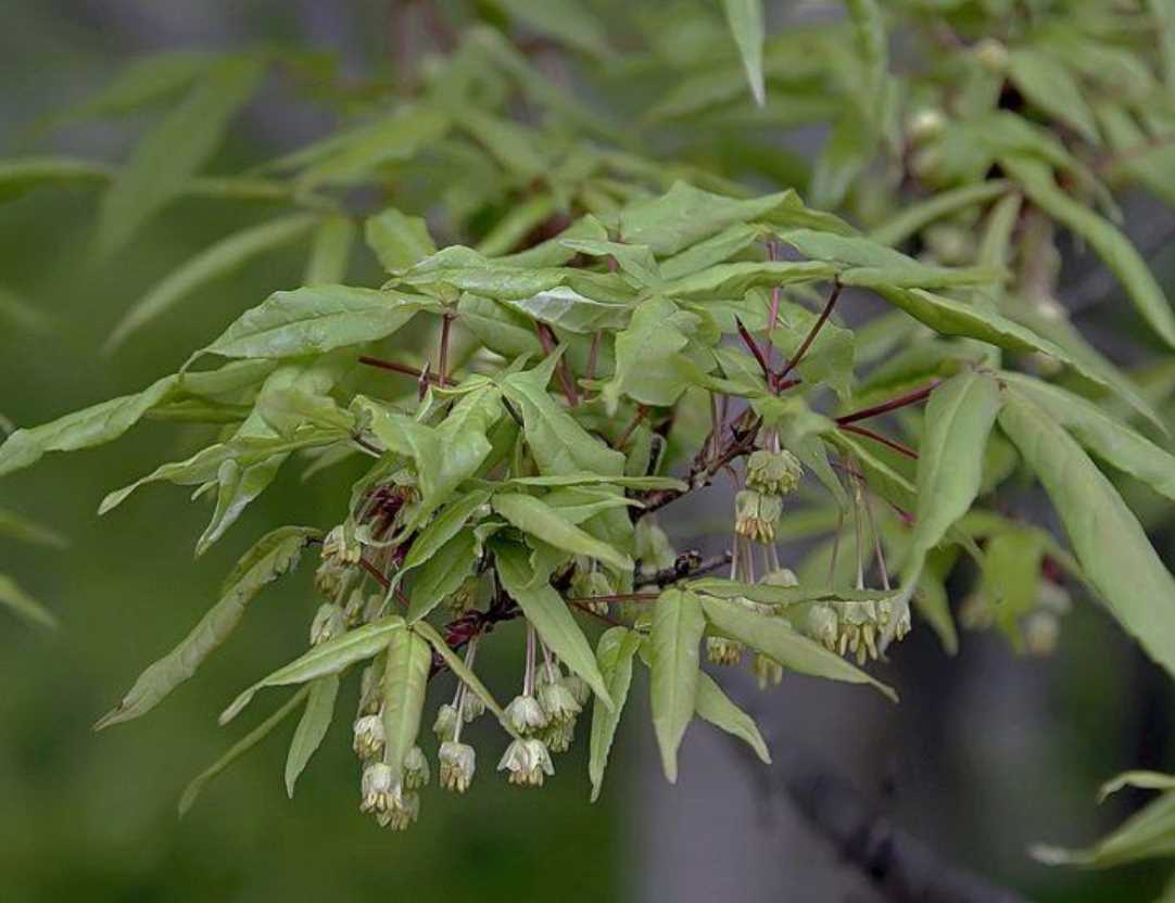 Клен маньчжурский обыкновенный (Acer mandshuricum)