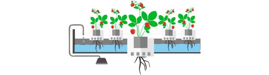 Преимущества гидропоники для выращивания клубники