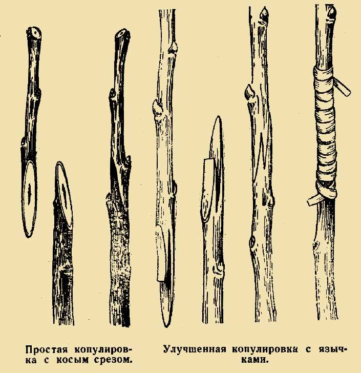 Физические изменения при половом созревании