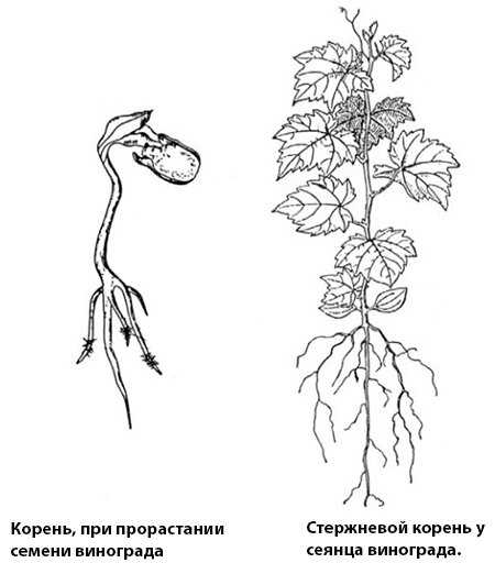 Поглощение воды и питательных веществ