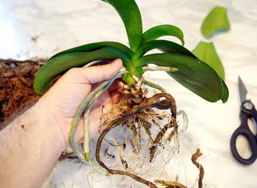 Значение корней орхидеи
