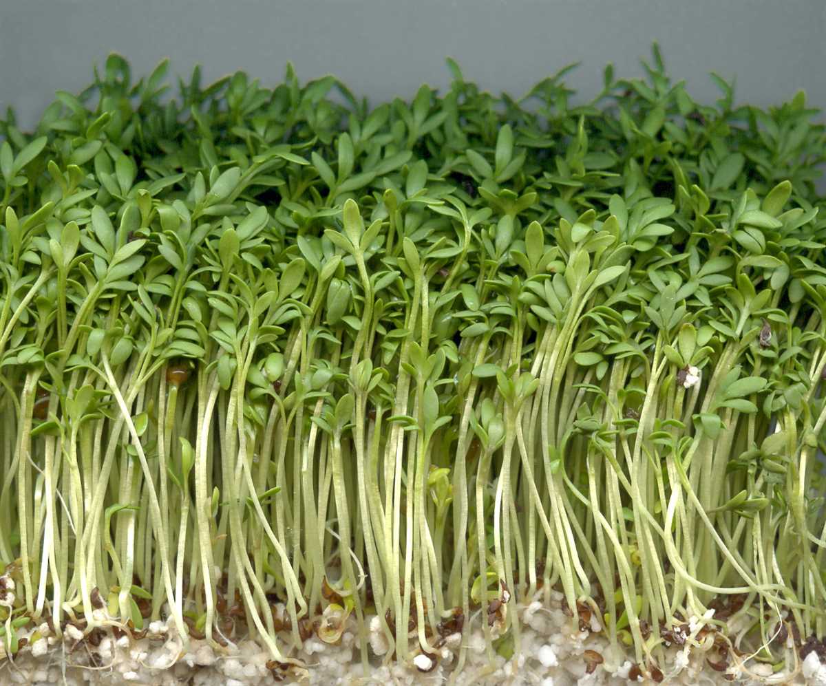 Кресс-салат: все о выращивании и использовании