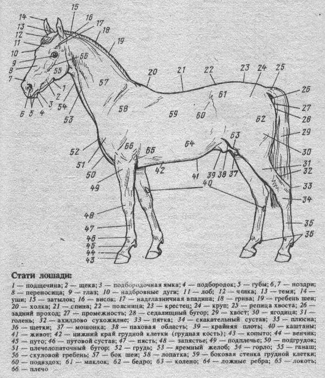 Обучение езде