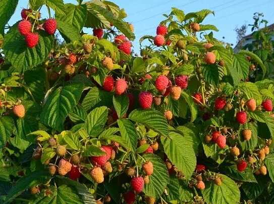 Особенности плодов малинового дерева