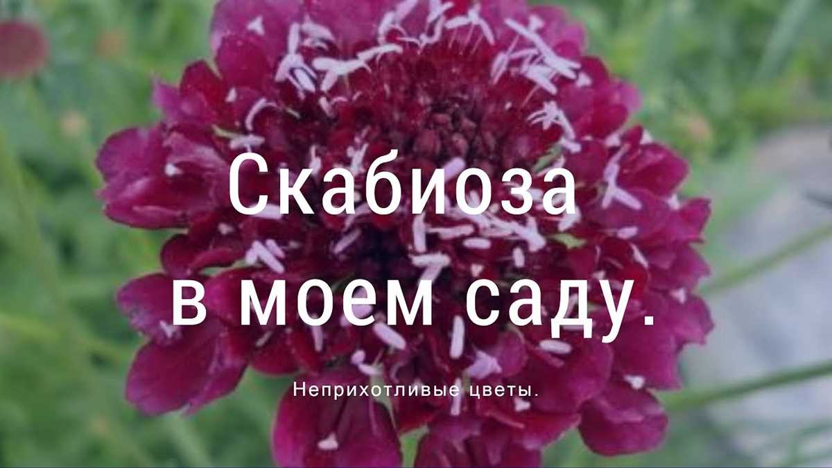 Подходящие условия для выращивания многолетней скабиозы