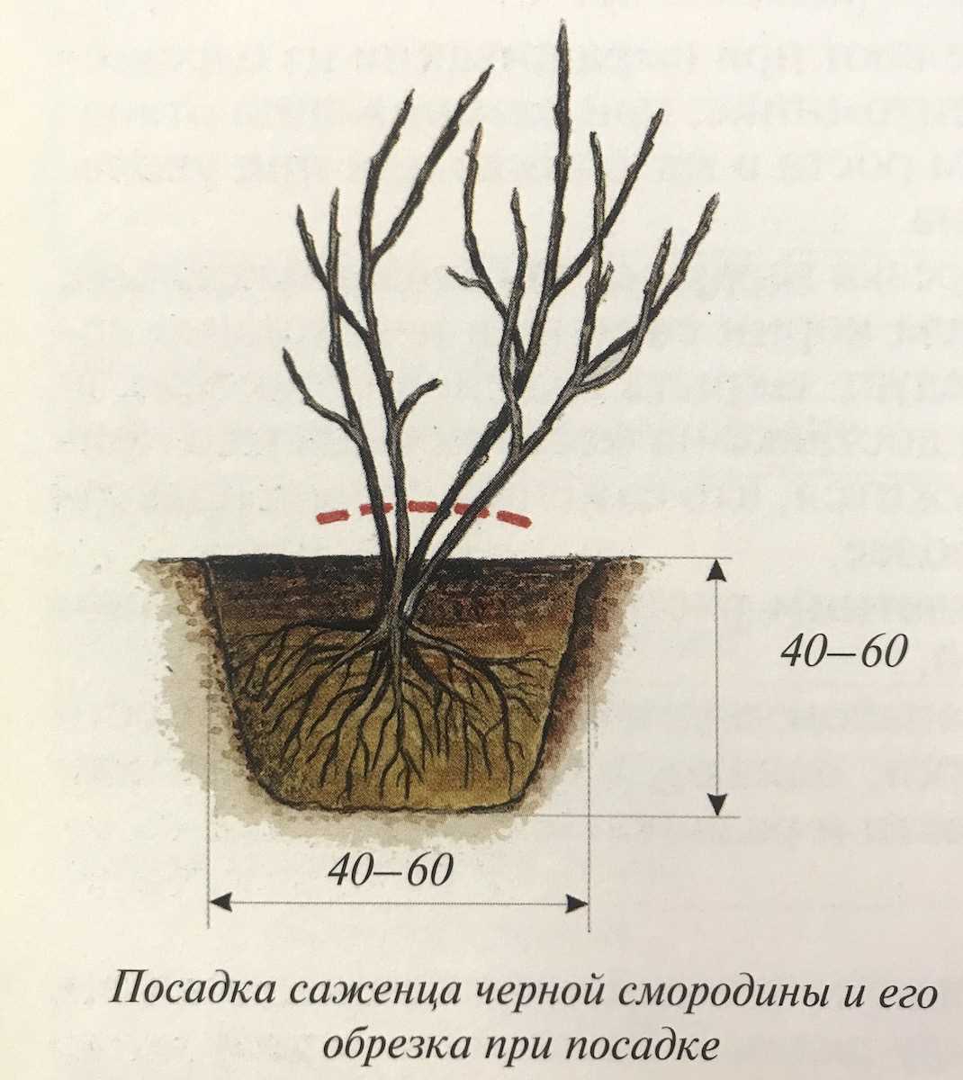 Выбор места для пересадки