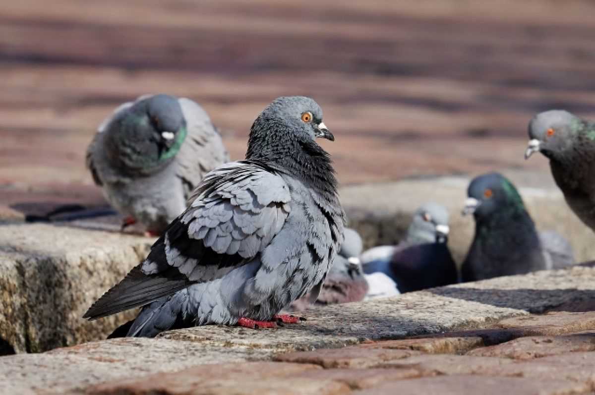 Качества и достоинства пермских голубей